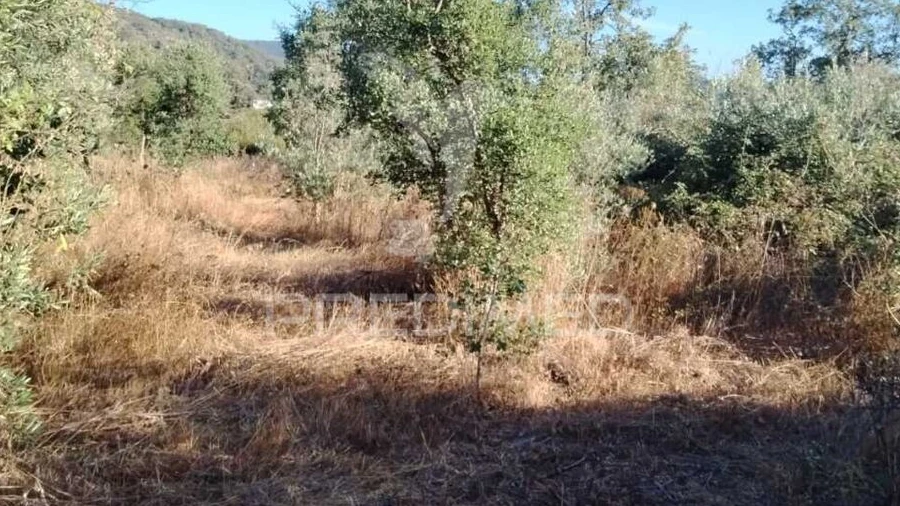Terreno para Venda em Ribeira de Nisa e Carreiras