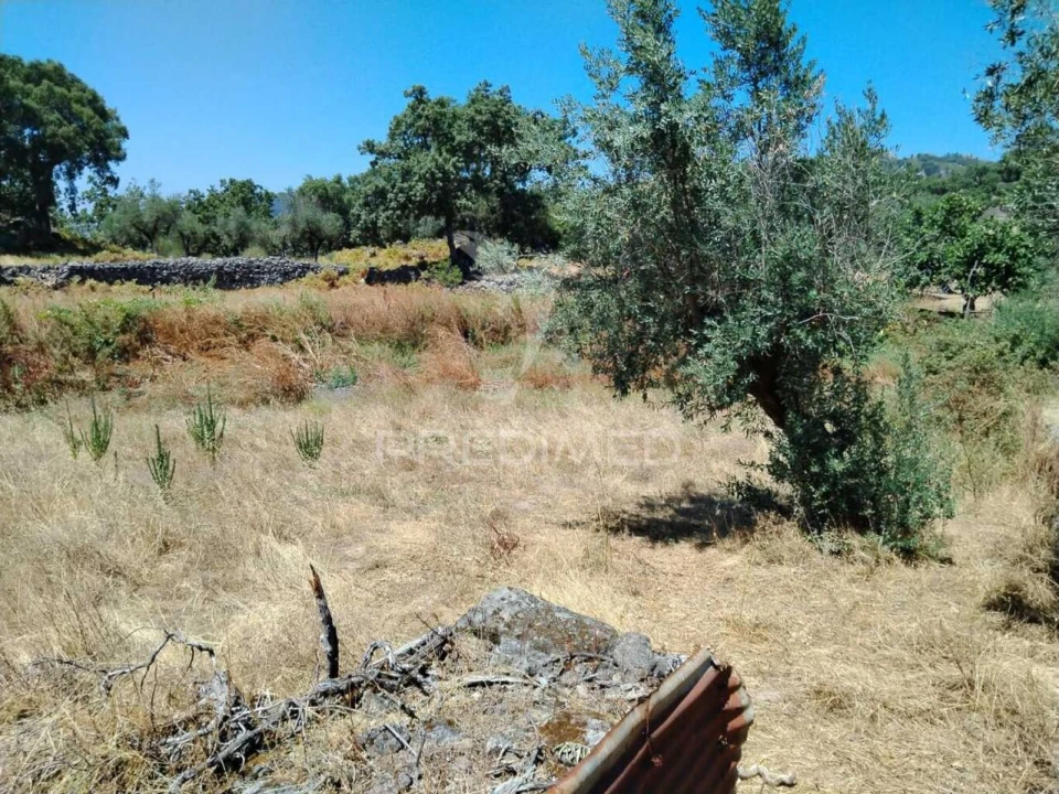 Terreno para Venda em Ribeira de Nisa e Carreiras Foto 4
