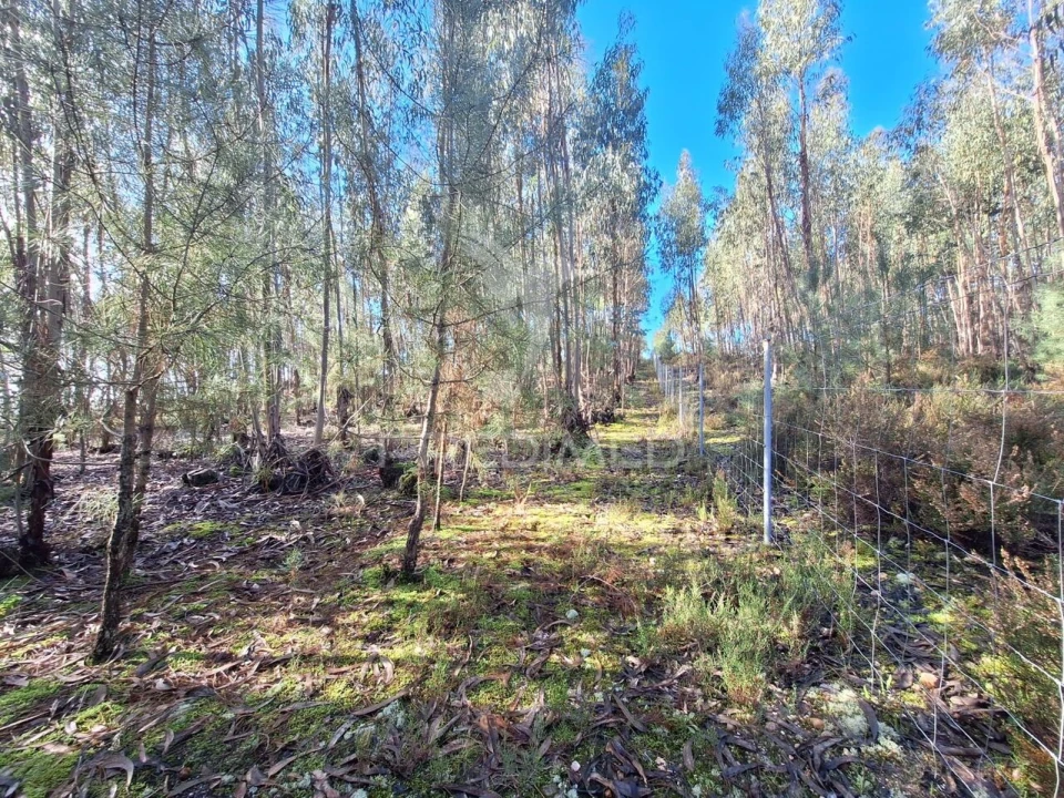 Terreno para Venda em Olaia e Paço Foto 18