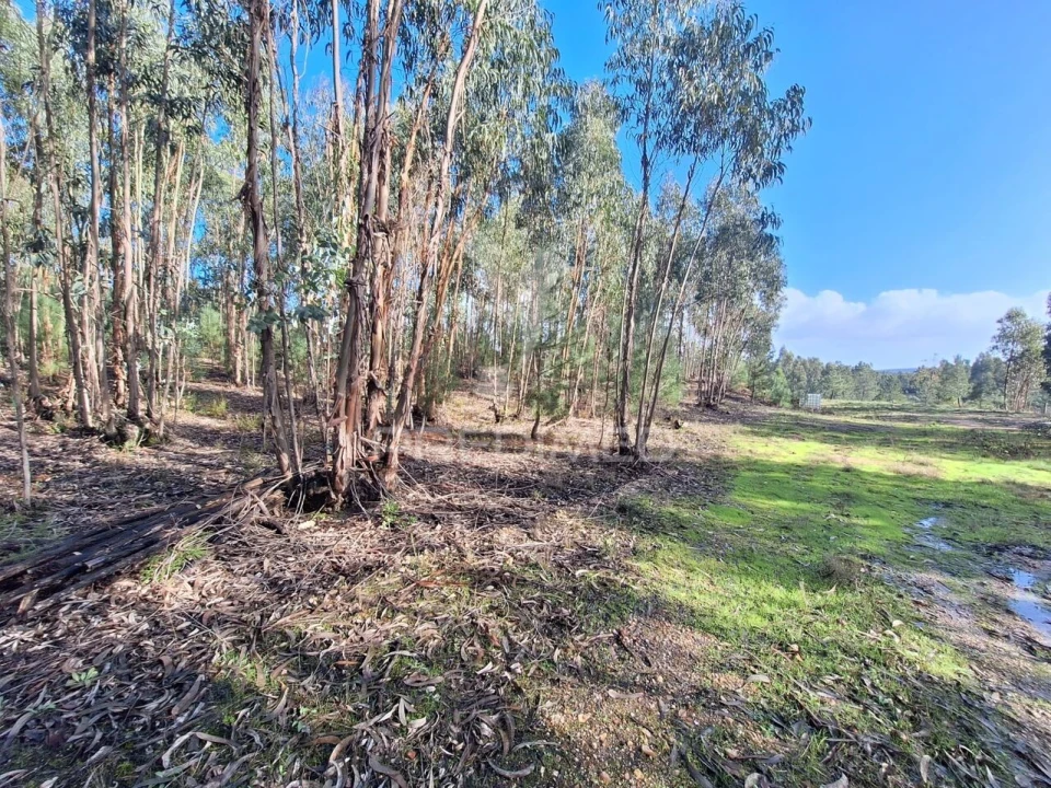 Terreno para Venda em Olaia e Paço Foto 16