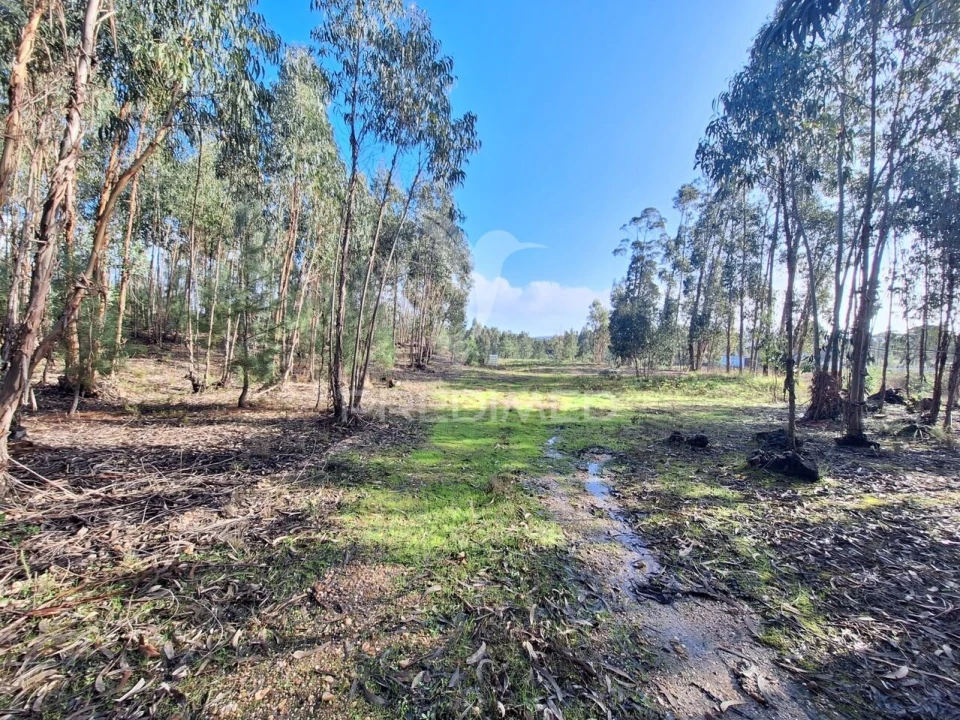 Terreno para Venda em Olaia e Paço Foto 15