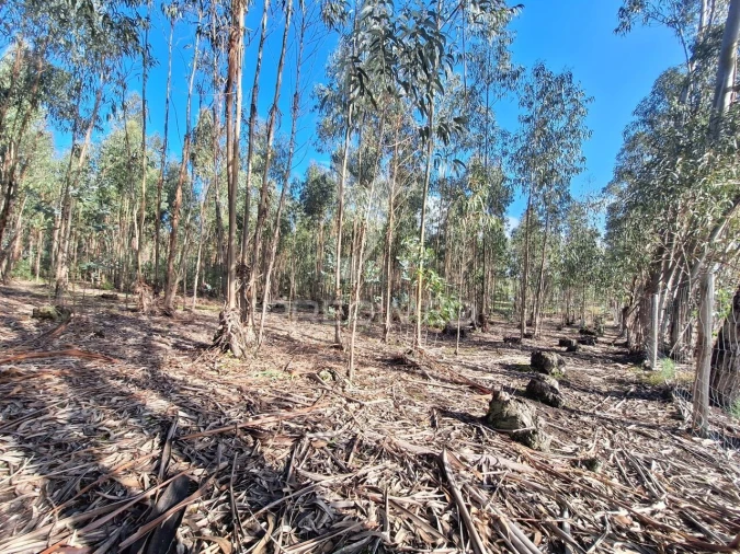 Terreno para Venda em Olaia e Paço Foto 21