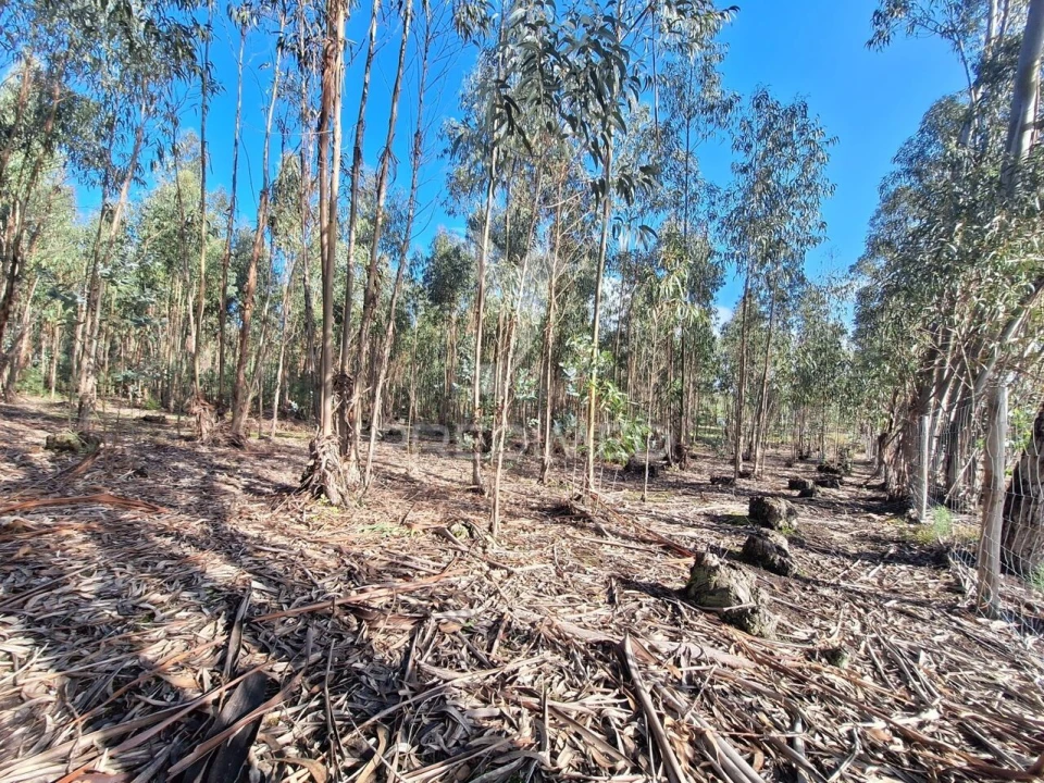 Terreno para Venda em Olaia e Paço Foto 21