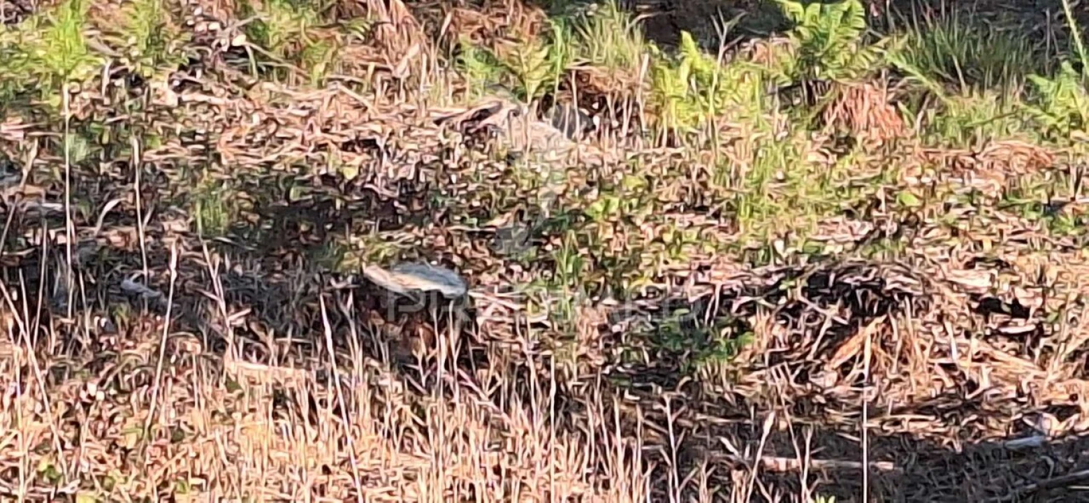 Terreno para Venda em Matas e Cercal Foto 34