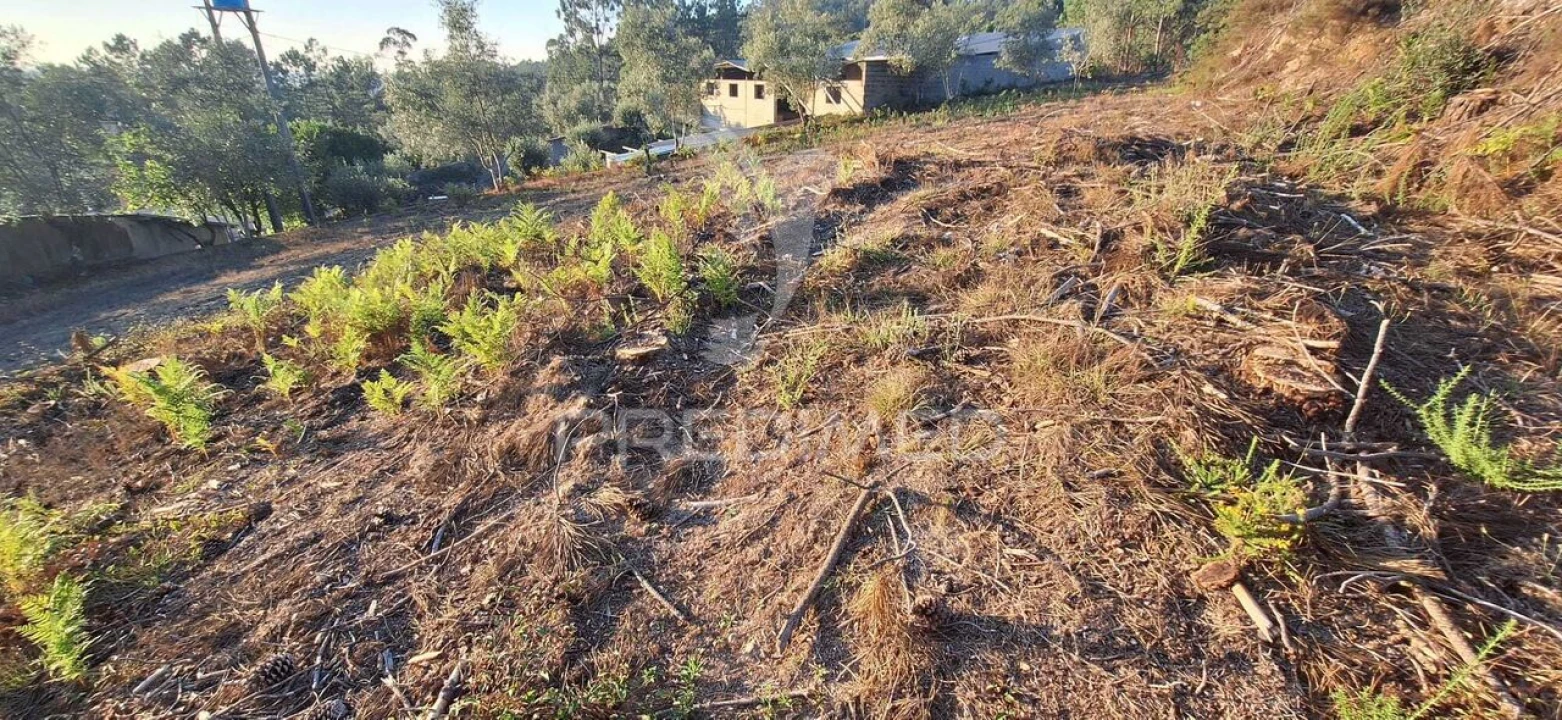 Terreno para Venda em Matas e Cercal Foto 23