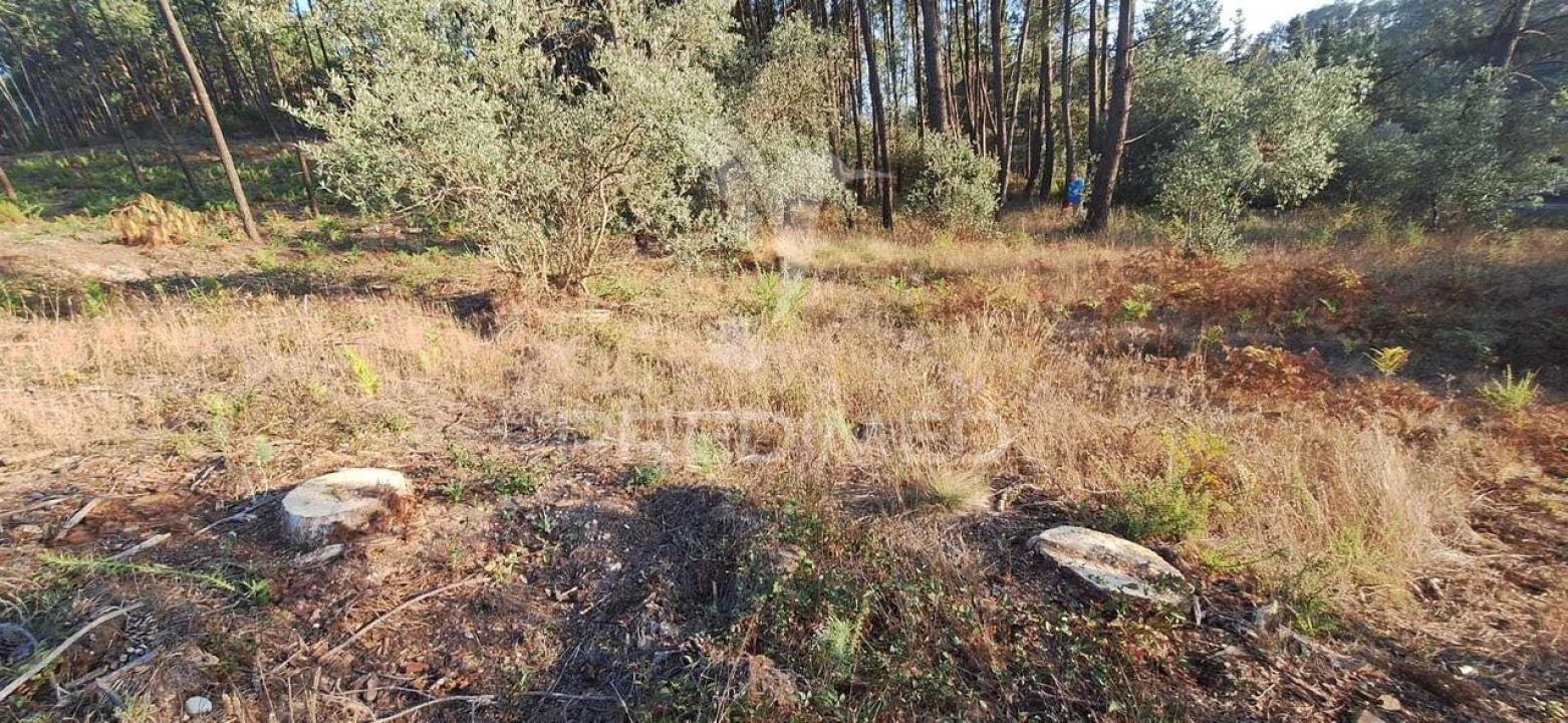 Terreno para Venda em Matas e Cercal Foto 20