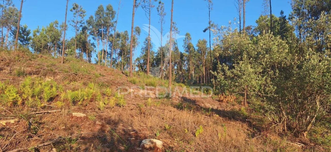 Terreno para Venda em Matas e Cercal Foto 16