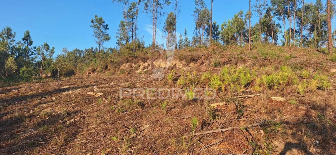 Terreno para Venda em Matas e Cercal Foto 15