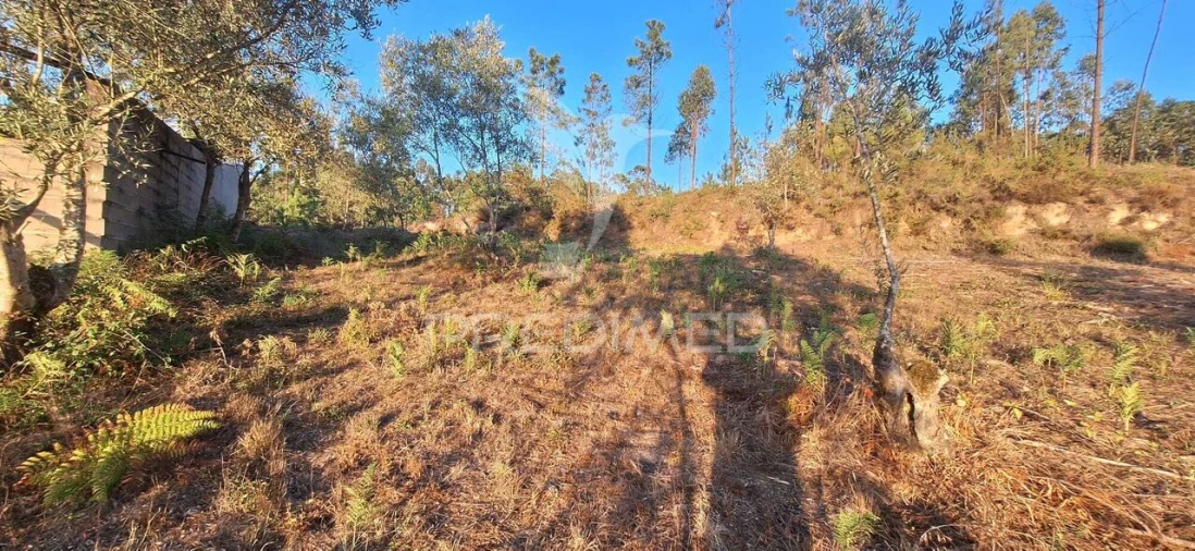 Terreno para Venda em Matas e Cercal Foto 32