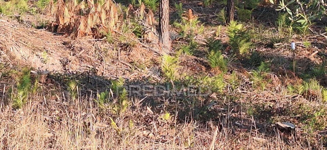 Terreno para Venda em Matas e Cercal Foto 17