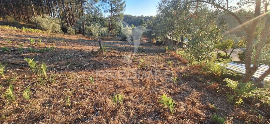 Terreno para Venda em Matas e Cercal Foto 30
