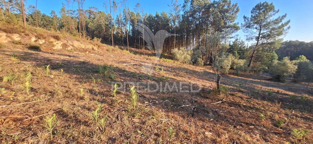 Terreno para Venda em Matas e Cercal Foto 38