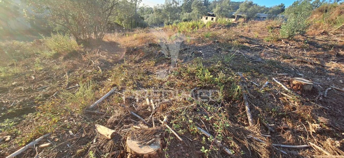 Terreno para Venda em Matas e Cercal Foto 2