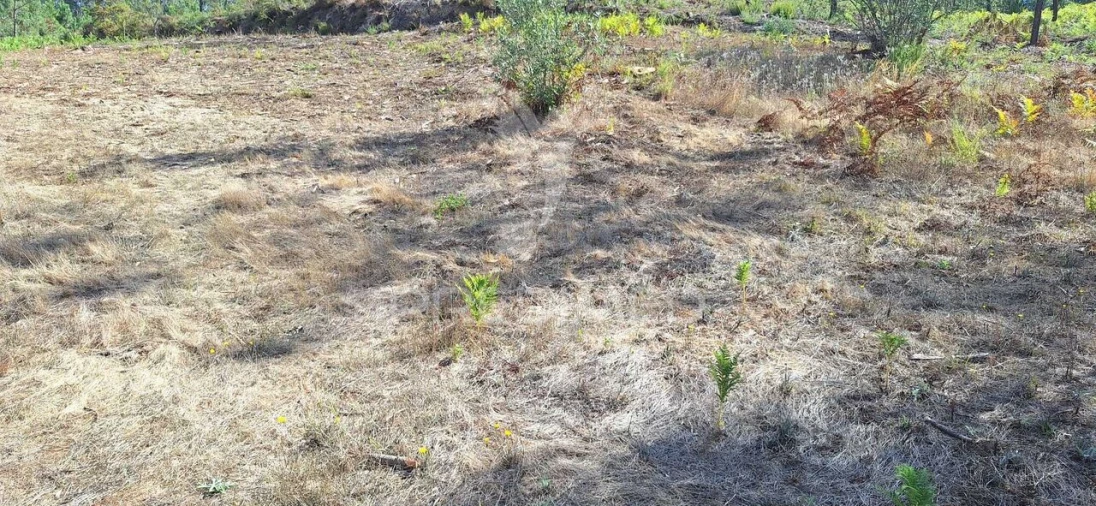 Terreno para Venda em Matas e Cercal Foto 10