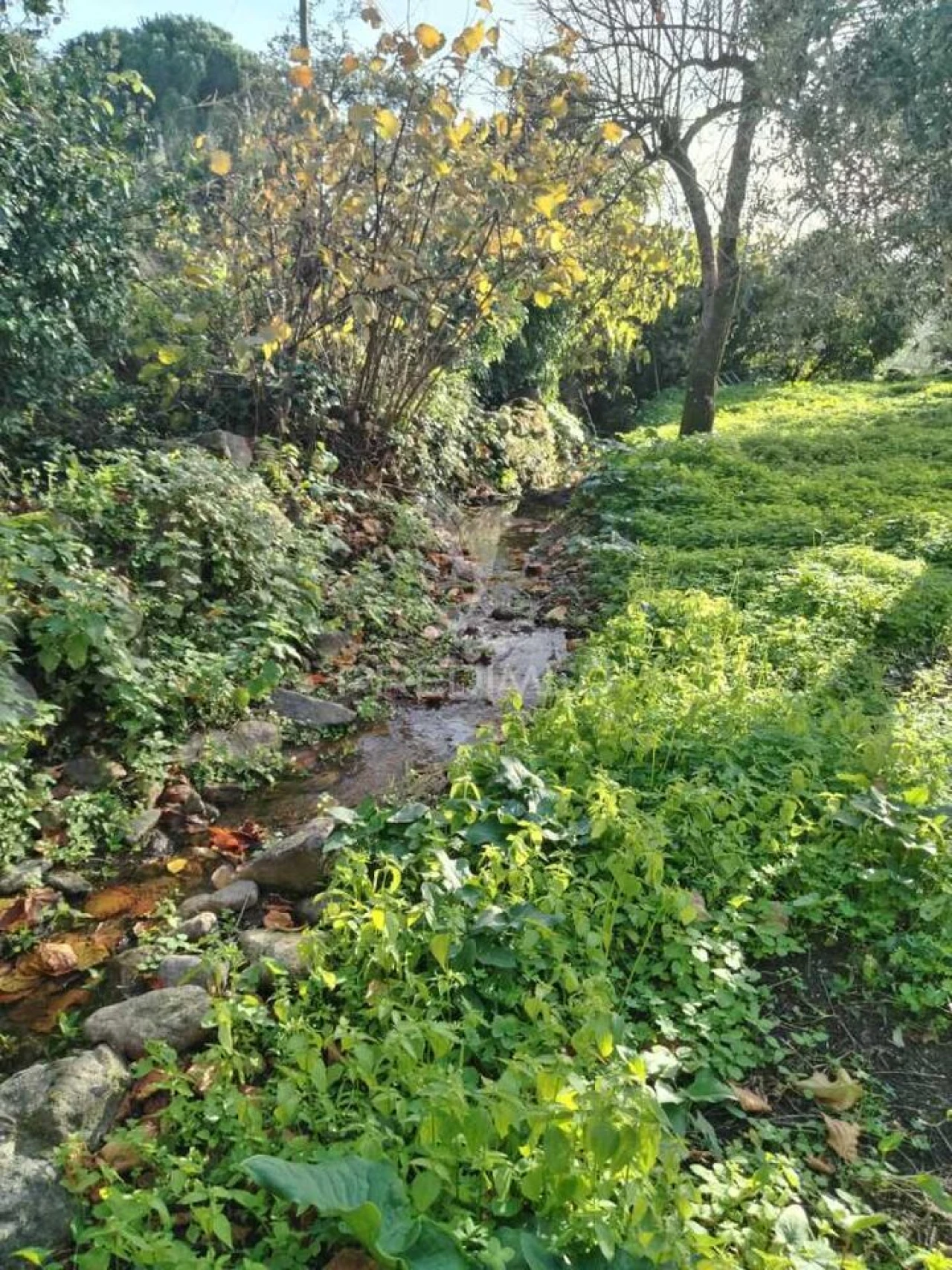 Terreno para Venda em Ribeira de Nisa e Carreiras Foto 7