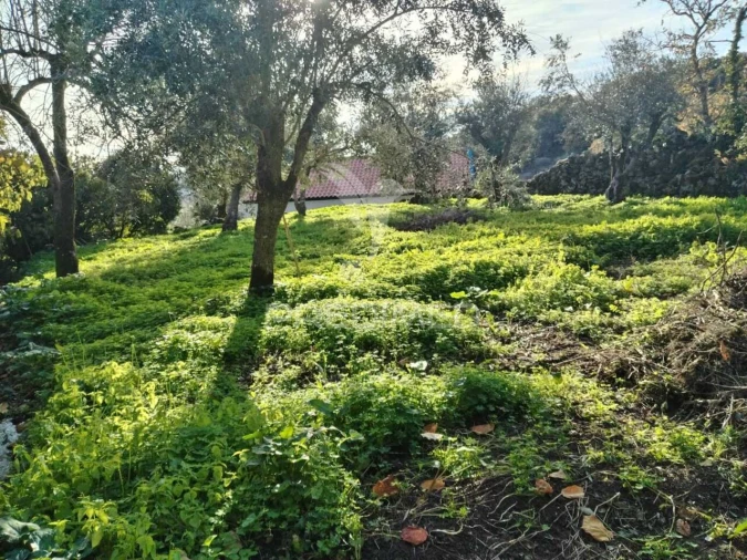 Terreno para Venda em Ribeira de Nisa e Carreiras Foto 8