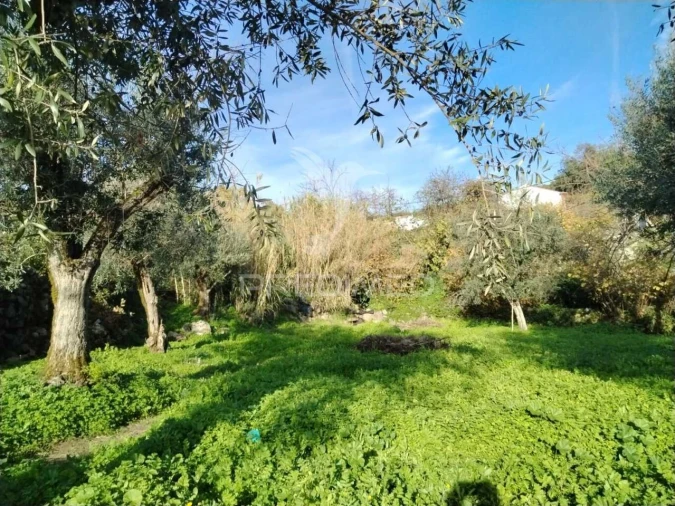 Terreno para Venda em Ribeira de Nisa e Carreiras Foto 9