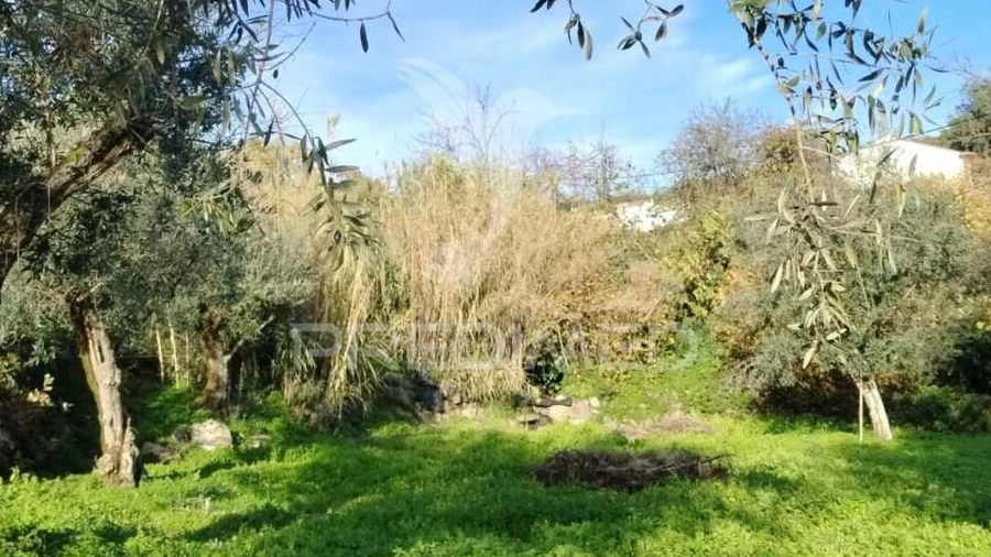 Terreno para Venda em Ribeira de Nisa e Carreiras