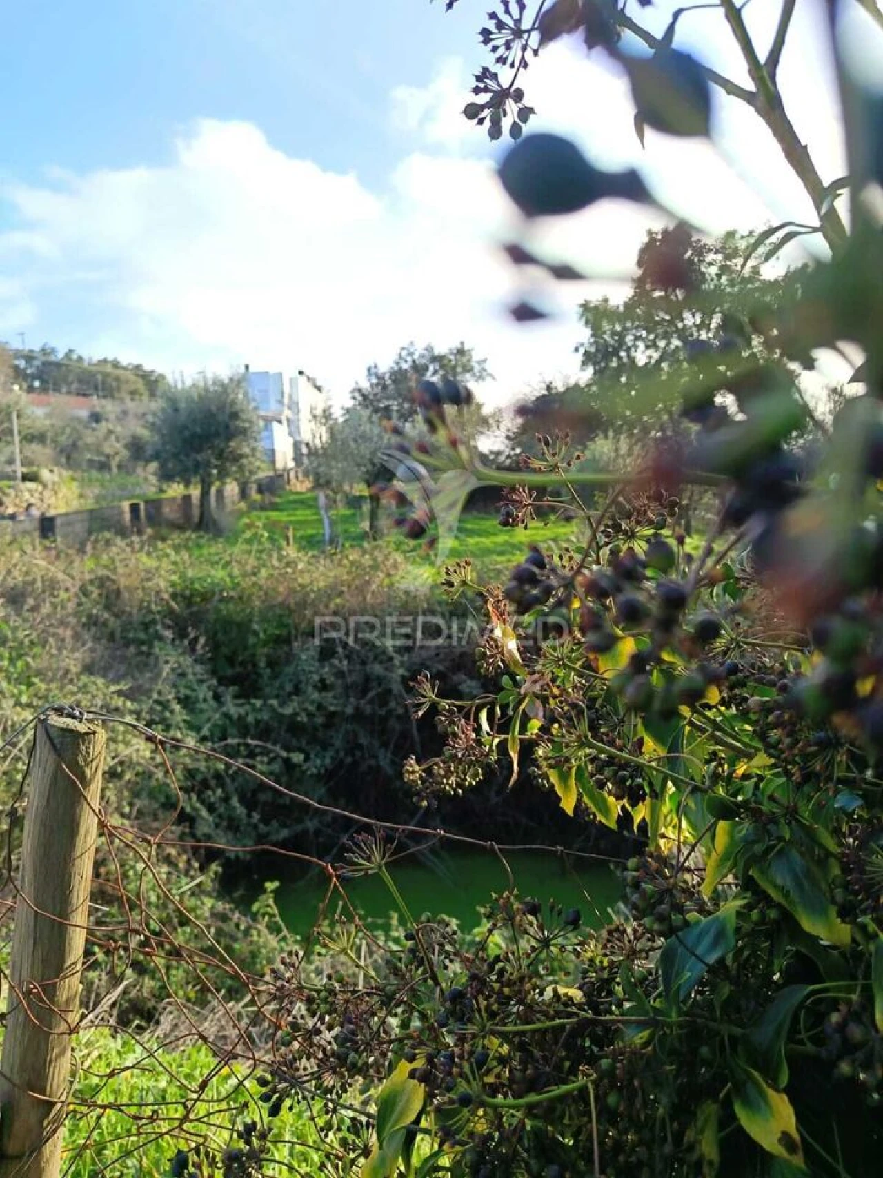 Quinta T3 para Venda em Ribeira de Nisa e Carreiras Foto 6