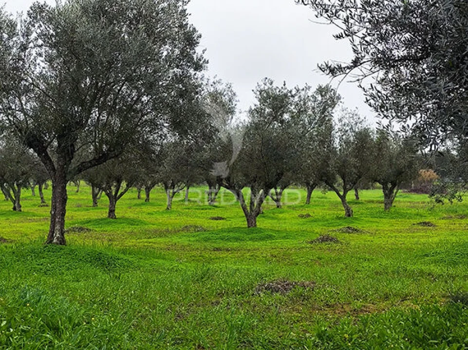 Quinta T2 para Venda em Alcórrego e Maranhão Foto 28