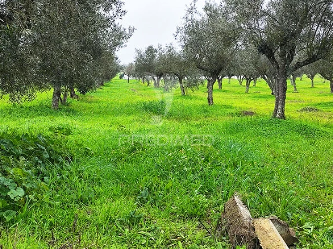 Quinta T2 para Venda em Alcórrego e Maranhão Foto 27