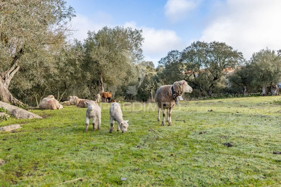 Terreno para Venda em Gafanhoeira (São Pedro) e Sabugueiro Foto 16