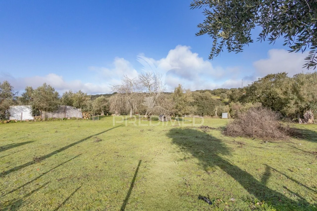 Terreno para Venda em Gafanhoeira (São Pedro) e Sabugueiro Foto 4