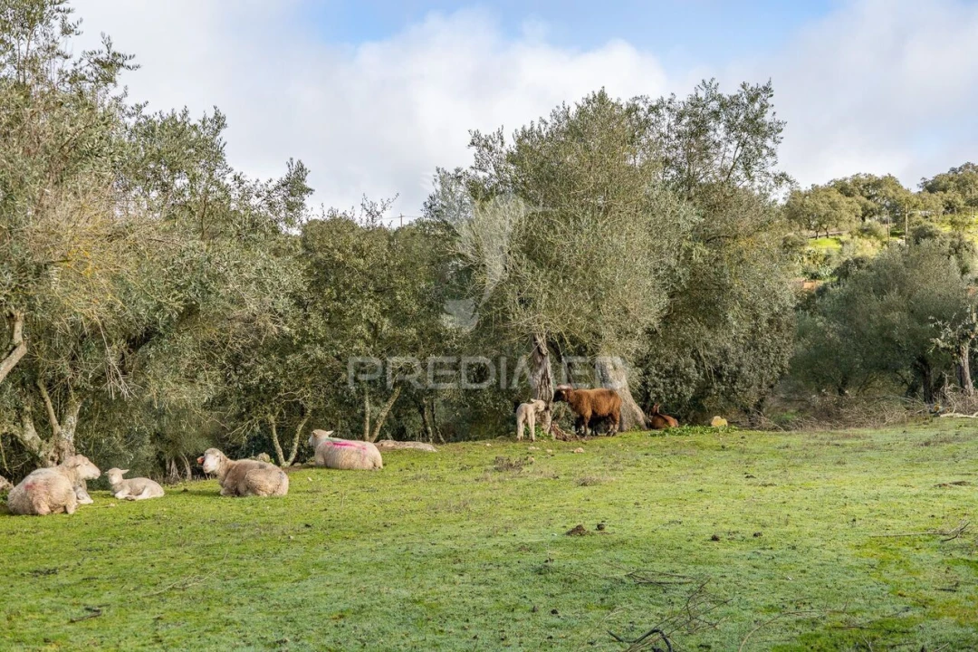 Terreno para Venda em Gafanhoeira (São Pedro) e Sabugueiro Foto 19