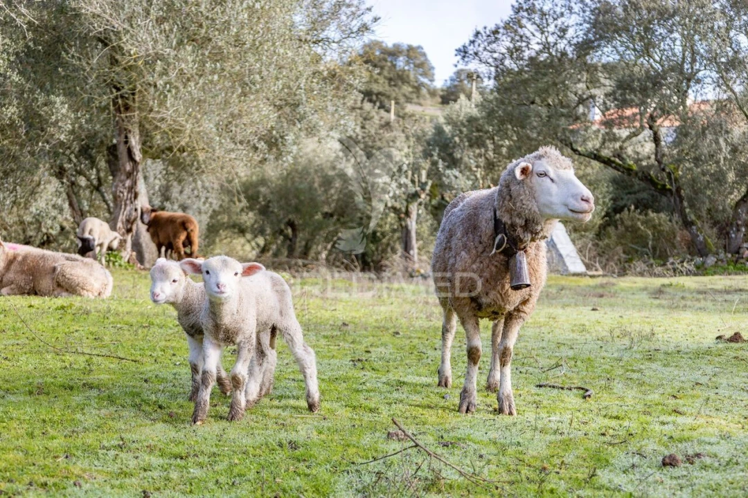 Terreno para Venda em Gafanhoeira (São Pedro) e Sabugueiro Foto 13
