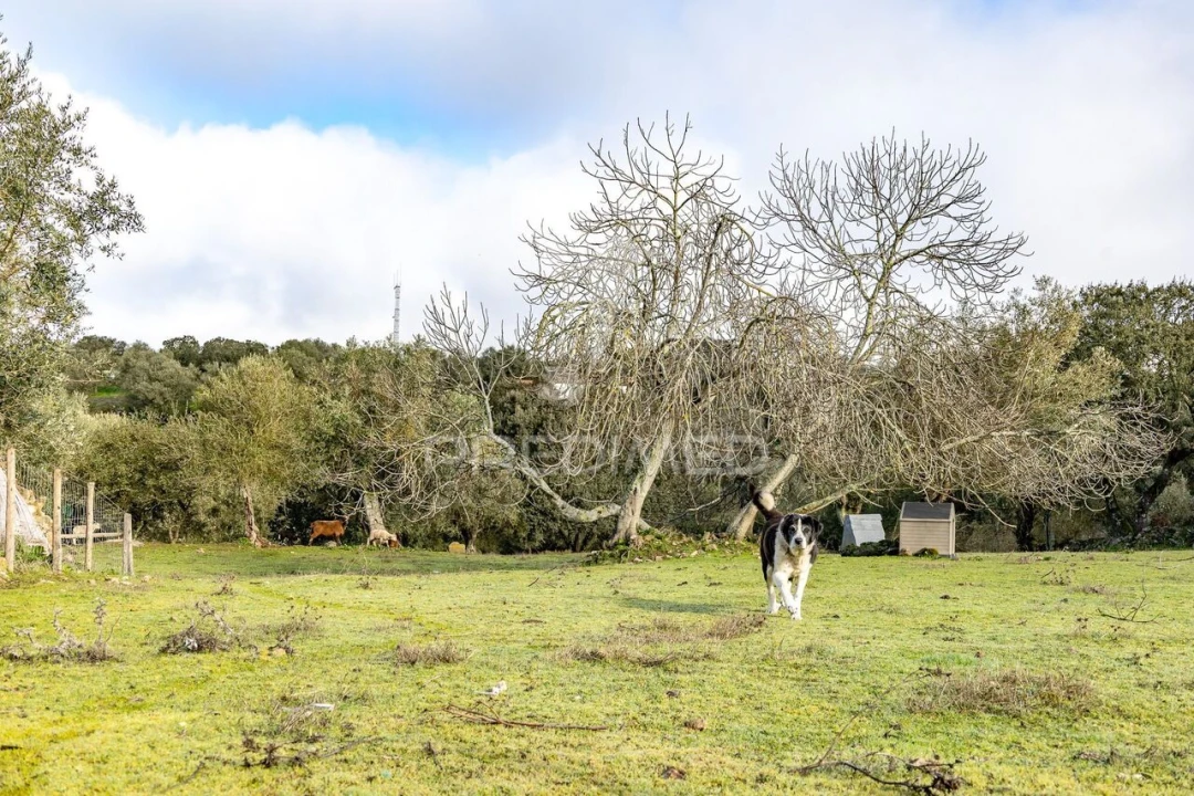 Terreno para Venda em Gafanhoeira (São Pedro) e Sabugueiro Foto 26