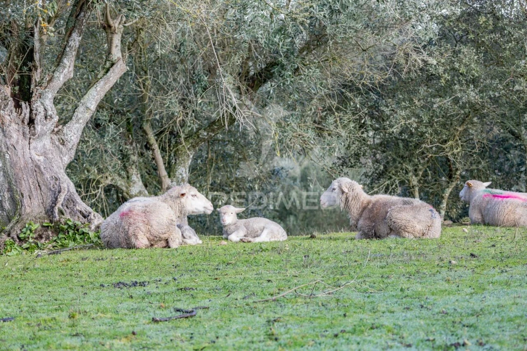 Terreno para Venda em Gafanhoeira (São Pedro) e Sabugueiro Foto 24