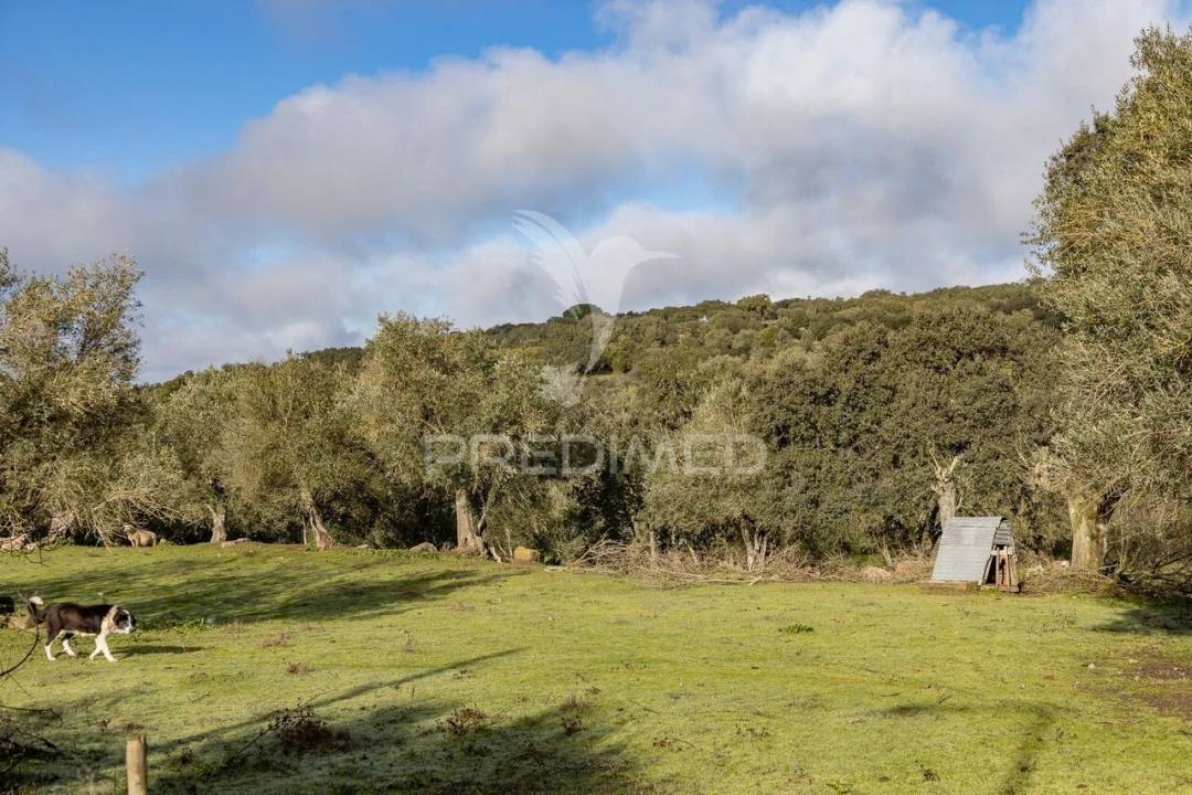 Terreno para Venda em Gafanhoeira (São Pedro) e Sabugueiro Foto 28