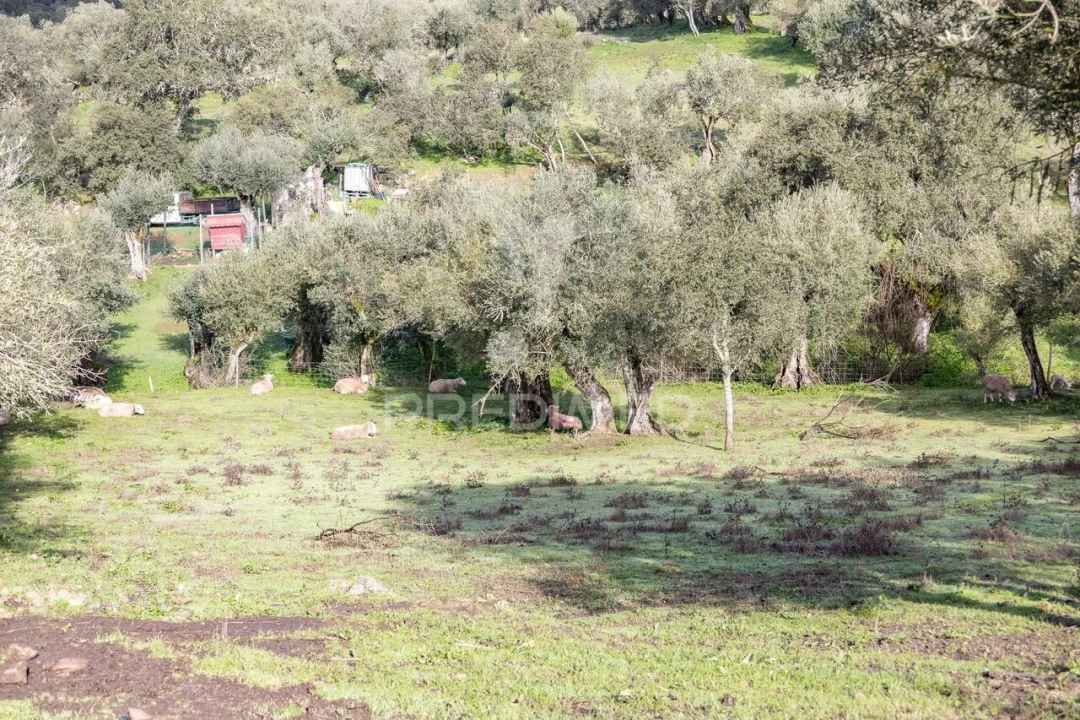 Terreno para Venda em Gafanhoeira (São Pedro) e Sabugueiro Foto 9