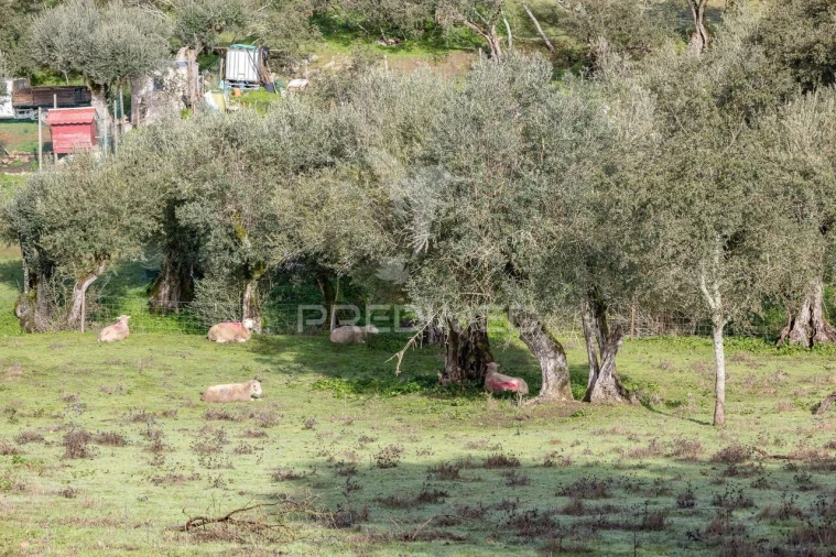 Terreno para Venda em Gafanhoeira (São Pedro) e Sabugueiro Foto 10