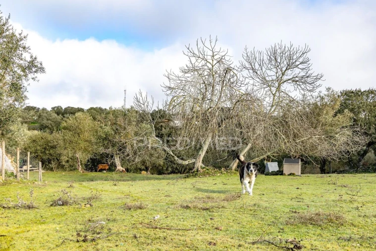 Terreno para Venda em Gafanhoeira (São Pedro) e Sabugueiro Foto 26