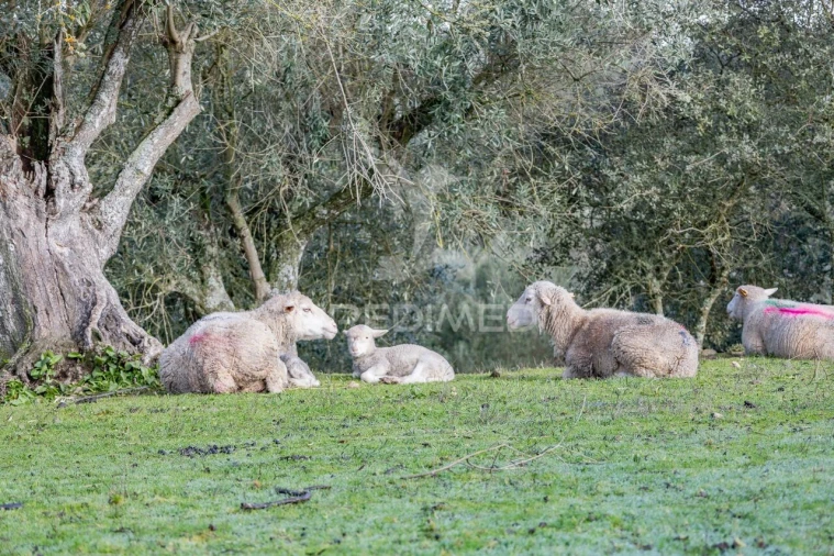 Terreno para Venda em Gafanhoeira (São Pedro) e Sabugueiro Foto 24