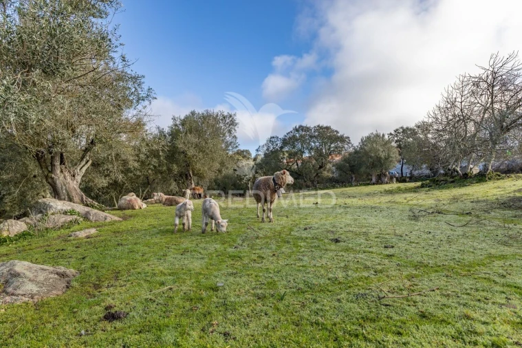 Terreno para Venda em Gafanhoeira (São Pedro) e Sabugueiro Foto 17