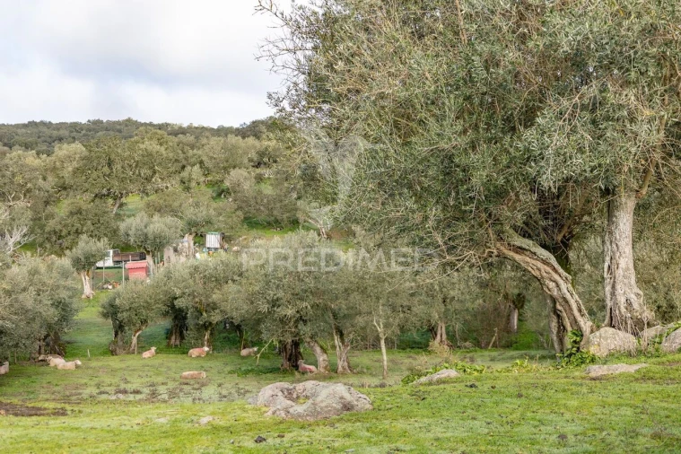 Terreno para Venda em Gafanhoeira (São Pedro) e Sabugueiro Foto 23