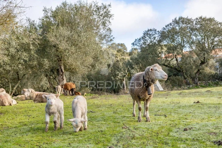 Terreno para Venda em Gafanhoeira (São Pedro) e Sabugueiro Foto 15