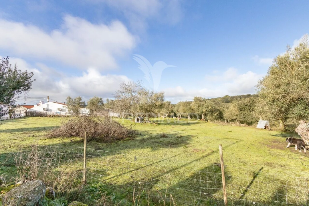 Terreno para Venda em Gafanhoeira (São Pedro) e Sabugueiro Foto 2