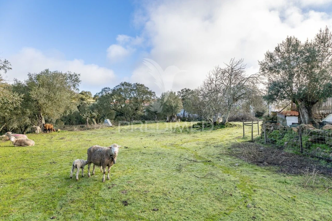 Terreno para Venda em Gafanhoeira (São Pedro) e Sabugueiro Foto 18