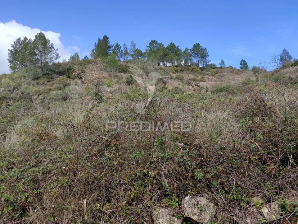 Terreno para Venda em Ribafria e Pereiro de Palhacana Foto 5