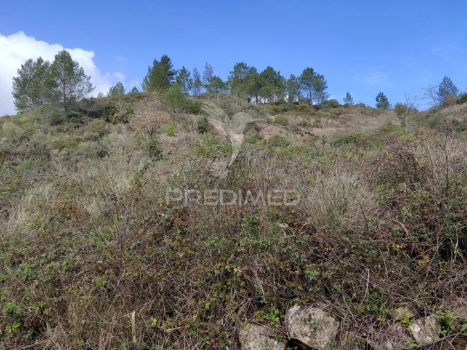 Terreno para Venda em Ribafria e Pereiro de Palhacana Foto 5
