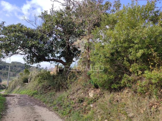 Terreno para Venda em Ribafria e Pereiro de Palhacana Foto 2