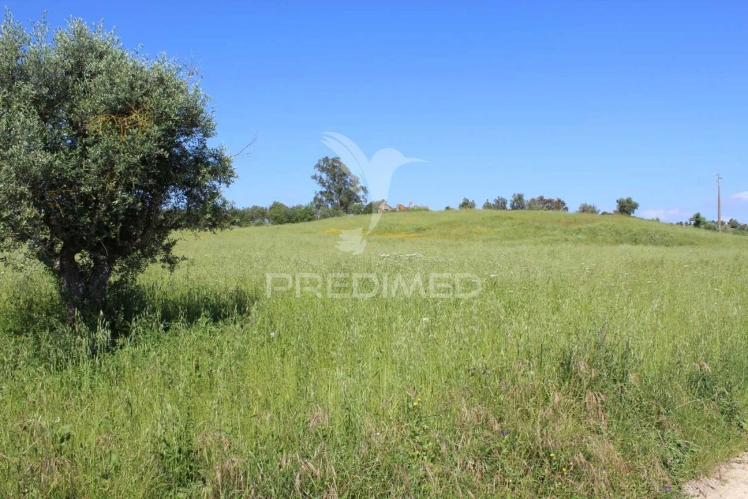 Terreno para Venda em Brogueira, Parceiros de Igreja e Alcorochel Foto 12