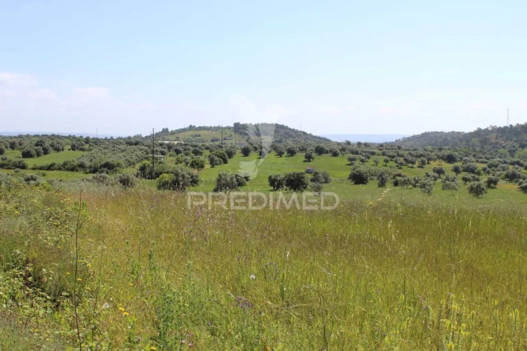 Terreno para Venda em Brogueira, Parceiros de Igreja e Alcorochel Foto 19