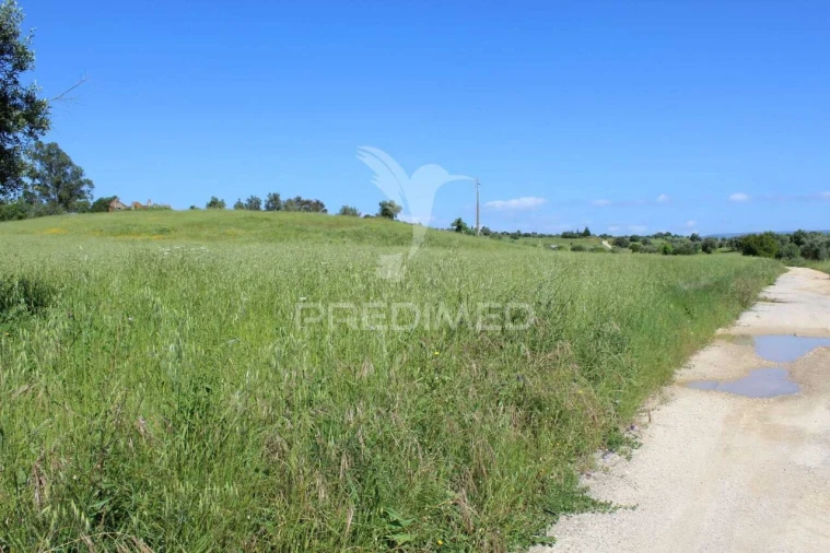 Terreno para Venda em Brogueira, Parceiros de Igreja e Alcorochel Foto 14