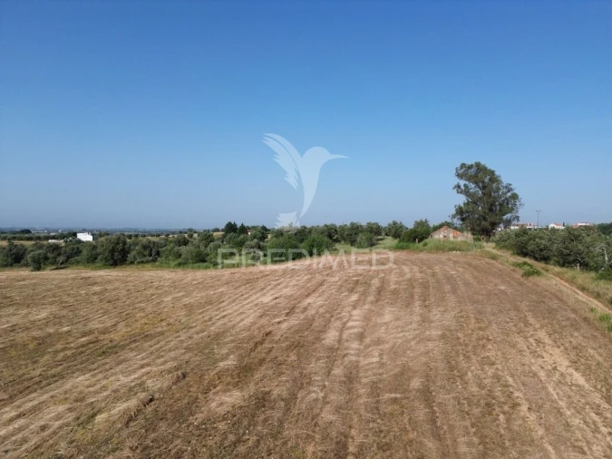 Terreno para Venda em Brogueira, Parceiros de Igreja e Alcorochel Foto 10