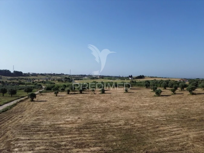 Terreno para Venda em Brogueira, Parceiros de Igreja e Alcorochel Foto 4