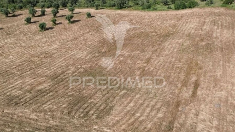 Terreno para Venda em Brogueira, Parceiros de Igreja e Alcorochel